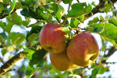 Apfel - © Anke Kreis Drei rote Äpfel hängen an einem Baumzweig mit grünen Blättern im Sonnenlicht.