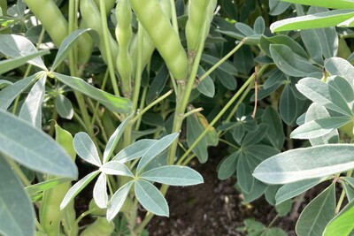 Weiße Lupinen - © Carsten Rieckmann Weiße Lupinen