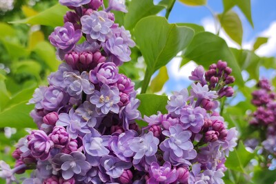 Syringa vulgaris 'Michel Buchner' - Flieder