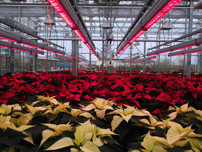 Poinsettien unter hellroten LED in den Versuchsgewächshäusern der LVG Ahlem