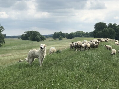 Schafe mit Herdenschutzhund