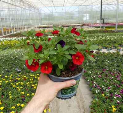 Calibrachoa, produziert mit nur 45 Vol.-% Torf