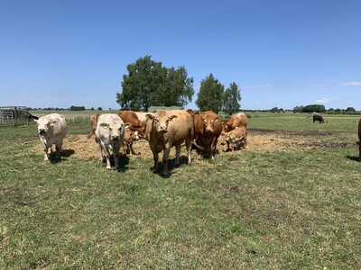 Mutterkühe auf der Weide