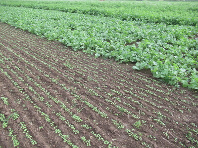 Der Saattermin bestimmt die Entwicklung des Zwischenfruchtbestandes (vorne Senf (14.09.), dahinter Ölrettich/Wicke 24.08., 05.08., 19.07.), Aufnahme vom 25.09.2025 in Koldingen - © Annette Hoffmann Der Saattermin bestimmt die Entwicklung des Zwischenfruchtbestandes (vorne Senf (14.09.), dahinter Ölrettich/Wicke 24.08., 05.08., 19.07.), Aufnahme vom 25.09.2025 in Koldingen