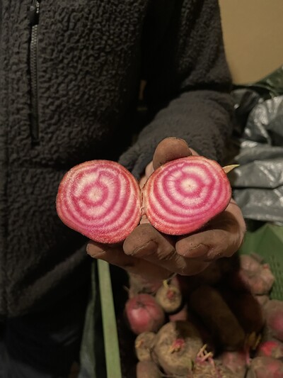 Rote Bete im Lager. - © Celina Judith Teuner Erdfrüchte Hatten