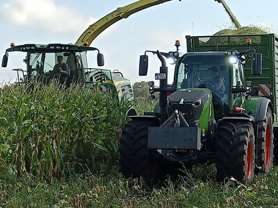 Maismischanbau mit Stangenbohne in der Praxis: Auf dieser Fläche verlief die Ernte problemlos, der Pflanzenschutz stellt in nassen Jahren jedoch eine besondere Herausforderung dar.