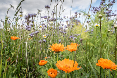 Unterzeichnung der Vereinbarung Der Niedersächsische Weg – Maßnahmenpaket für Natur-, Arten- und Gewässerschutz am 25.05.2020 in Wunstorf.