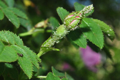 Blattläuse - © Dr. Thomas Brand Blattläuse