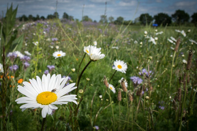 Unterzeichnung der Vereinbarung Der Niedersächsische Weg – Maßnahmenpaket für Natur-, Arten- und Gewässerschutz am 25.05.2020 in Wunstorf.