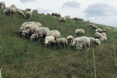 Schafe am Deich hinter Elektrozaun - © Elke Steinbach Schafe am Deich hinter Elektrozaun