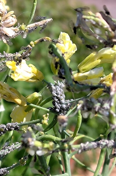 Läuse im Gemüsegarten