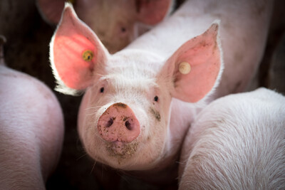 Schweine in der LWK-Versuchsstation Wehnen - © Wolfgang Ehrecke Schweine in der LWK-Versuchsstation Wehnen