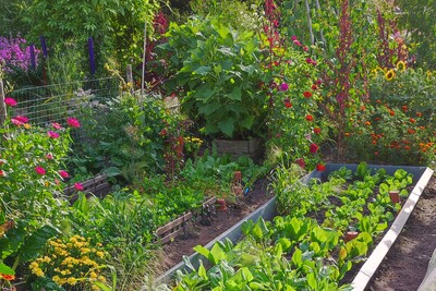 Das Freizeitgartenbau-Programm der Landwirtschaftskammer Niedersachsen für 2025 ist fertig. Hobbygärtner/innen können zum Beispiel im Bäuerlichen Nutzgarten der Niedersächsischen Gartenakademie lernen, Gemüse im eigenen Garten anzubauen.