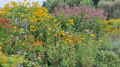 Stauden - © Almut Eilers /media/media/333A70C1-A8D1-1905-6C4B3EF8963FF0E0.jpg