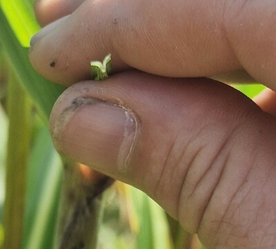 Das Erdmandelgras ist am V-förmigen Blatt gut zu erkennen - © Pascal Stalljohann Erdmandelgras
