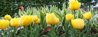 - © Peter Houska Friedhofs-Nachmittag