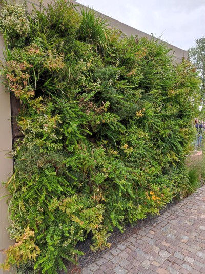 Wandgebundene Fassadenbegrünung mit einem Stauden-Mix - © Nadja Krause Grüne Pflanzenwand an einer Mauer, umgeben von gepflastertem Boden und bewölktem Himmel im Hintergrund.