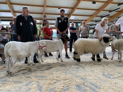 Siegerehrung Dorper, Texel, Walliser Schwarznasenschaf