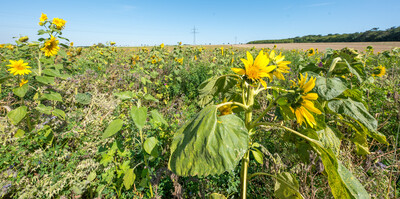 Vorstellung einer Fläche speziell für den Rebhuhnschutz nahe des Wolfenbütteler Ortsteils Leinde. Derartige Projekte werden im Zuge des Natur- und Artenschutzbündnisses „Der Niedersächsische Weg“ vermehrt umgesetzt.