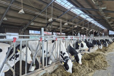 Milchviehstall LBZ Echem - © Jana Bolduan Rinderhaltung in Niedersachsen zukünftig nur noch in Ställen mit freier Bewegungsmöglichkeit