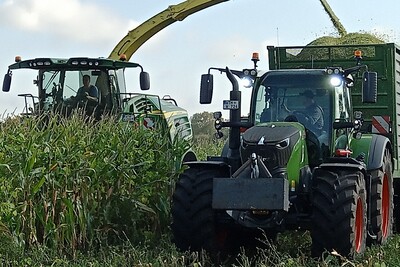 Maismischanbau mit Stangenbohne in der Praxis: Auf dieser Fläche verlief die Ernte problemlos, der Pflanzenschutz stellt in nassen Jahren jedoch eine besondere Herausforderung dar.