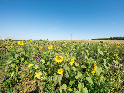 Vorstellung einer Fläche speziell für den Rebhuhnschutz nahe des Wolfenbütteler Ortsteils Leinde. Derartige Projekte werden im Zuge des Natur- und Artenschutzbündnisses „Der Niedersächsische Weg“ vermehrt umgesetzt.