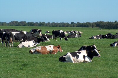 Kühe auf der Weide - © Dr. Georg Teepker Kühe auf der Weide