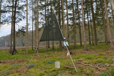 Ein Pheromon im Innern dieser Borkenkäferfalle lockt die Borkenkäfer an. Wenn die kleinen Krabbler auf dem begifteten Netz landen, kann vor allem die erste Käfergeneration bekämpft werden.