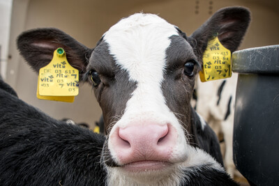 Rinderhaltung in einem Milchviehbetrieb - © Wolfgang Ehrecke Rinderhaltung in einem Milchviehbetrieb