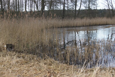  Mit der Frühlingssonne schmilzt die letzte Eisschicht auf dem Teich.