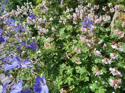 Stauden - © Ursel Kruse Geranium pratense Johnson Blue & G. x cantabrigiense Biokovo