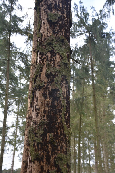 Abgestorbene Fichte mit Rindenverlust