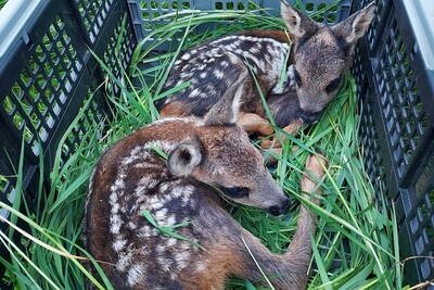 Rehkitzrettung der Bewilligungsstelle Osnarbück 2022 - © Christina Heinzel Rehkitzrettung der Bewilligungsstelle Osnarbück 2022