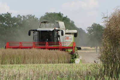 Mähdrescher bei der Rapsernte - © Andreas Fitschen Mähdrescher bei der Rapsernte
