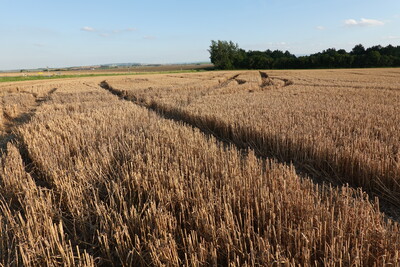 Stoppelbrache Hohe Ähre - © Martina Diehl Stoppelbrache 'Hohe Ähre'