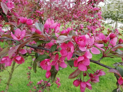 Zierapfel Malus 'Scarlet'