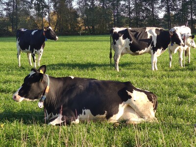 Bio-Kühe auf der Weide