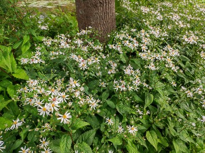 Blütenpracht im Schatten Wald-Aster (Aster divaricatus)