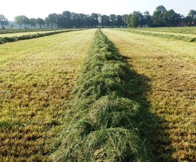 Siliermanagement - © Alfons Fübbeker Siliermanagement