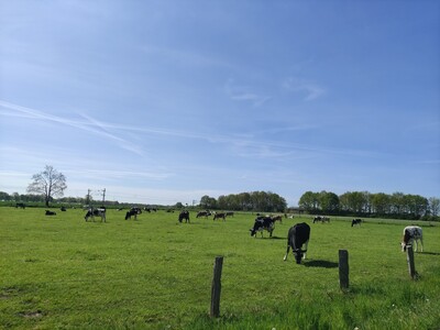 Milchviehweide - © Gerd Lange Milchviehweide