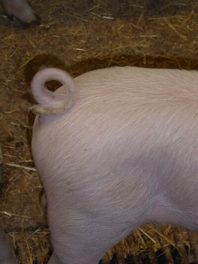 Schwein mit Ringelschwanz