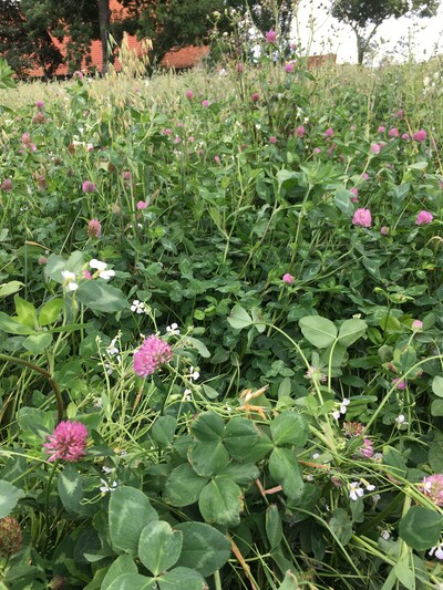 Leguminosengras - © Dr. Christine Kalzendorf Leguminosengras