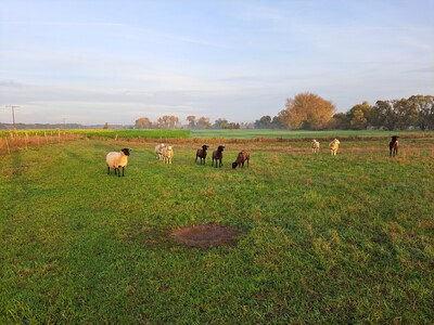 Schaf auf Weide 1