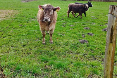 Präventive Wolfsabweisung ist für rinder- und pferdehaltende Betriebe nur möglich, wenn Sie in einer ausgewiesenen Gebietskulisse liegen.