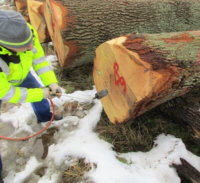 Die Stirnflächen der Stämme trocknet der Fachmann mit einem Gasbrenner. - © Dieter Scholz Paraffintrocknung an Stirnfläche (Wertholz)
