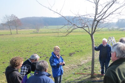 Obstbaumschnitt