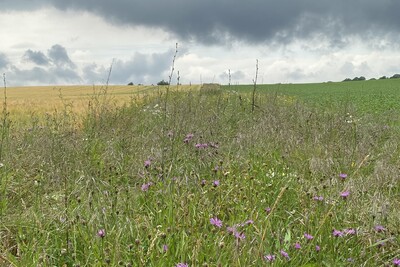 Blühstreifen - © Miriam Bücker Blühstreifen