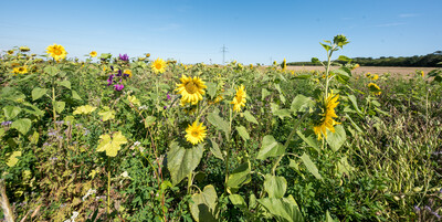 Vorstellung einer Fläche speziell für den Rebhuhnschutz nahe des Wolfenbütteler Ortsteils Leinde. Derartige Projekte werden im Zuge des Natur- und Artenschutzbündnisses „Der Niedersächsische Weg“ vermehrt umgesetzt.