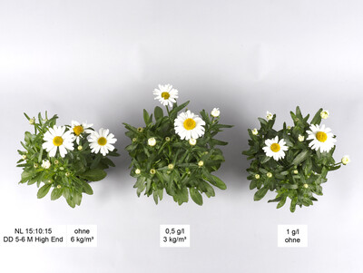 LVG Ahlem Leucanthemum Düngungsverfahren - © Annette Pilz LVG Ahlem Leucanthemum Düngungsverfahren