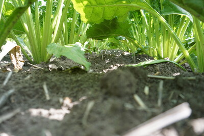 Zuckerrübenstand von unten - © Gerald Burgdorf /media/media/D6ACADAA-DDA2-EF00-642A38798653F086.JPG